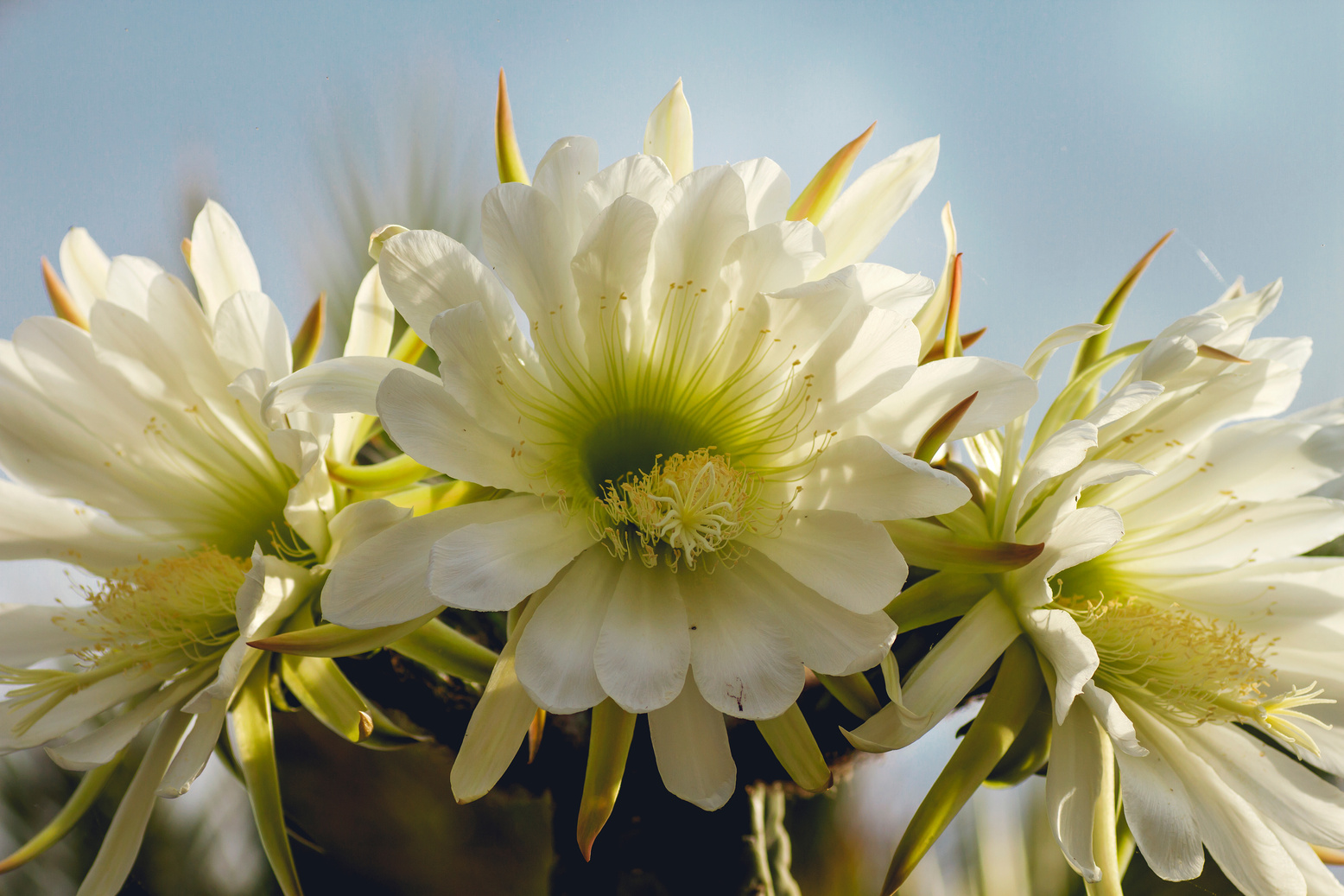 Detail of San Pedro Cactus white flowers blossom